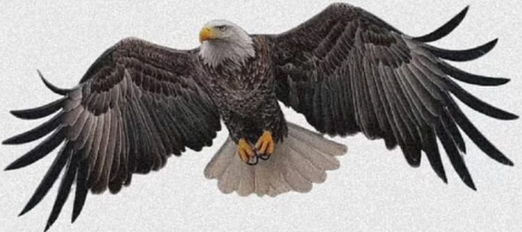 GoPlay11 smart gaming app with fantasy cricket builder, live scoreboard, and online casino interface